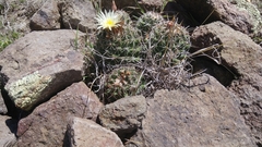 Coryphantha clavata clavata