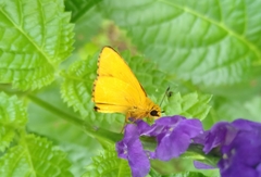 Cupitha purreea