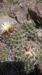 Coryphantha clavata clavata