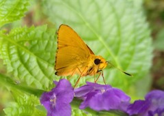 Cupitha purreea