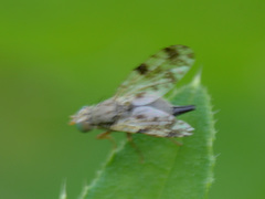 Tephritis hyoscyami