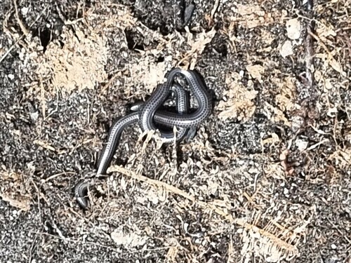 Black Thread Snake