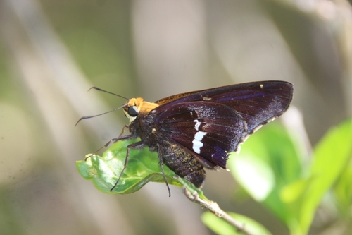 Proteides maysi