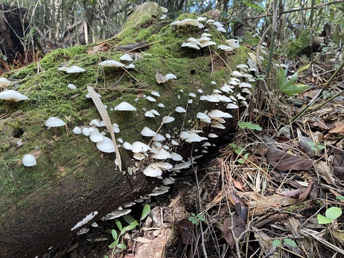 Pleurocybella porrigens