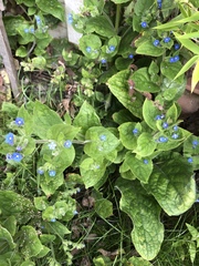 Pentaglottis sempervirens