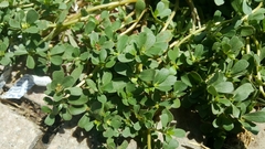 Portulaca oleracea