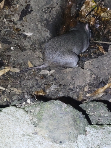 Queensland Barred Bandicoot