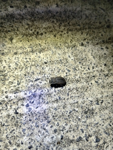 Gonocephalum adpressiforme observed 2024-11-03