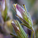 Cordylanthus nidularius - Photo (c) Ken-ichi Ueda, algunos derechos reservados (CC BY)