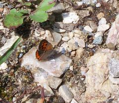Lycaena phlaeas hypophlaeas