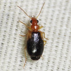Lebia scapula