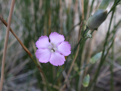 Dianthus subacaulis