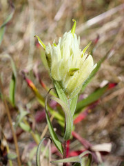 Castilleja pallida caudata