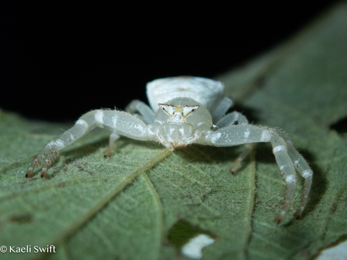 Thomisus laglaizei