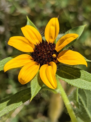 Image of Helianthus bolanderi by no rights reserved