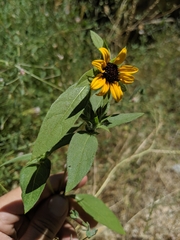 Helianthus bolanderi