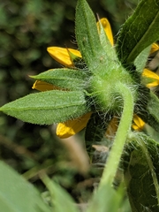 Helianthus bolanderi