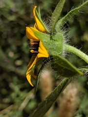 Helianthus bolanderi