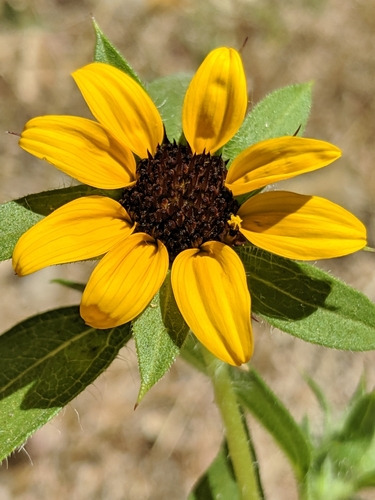 Image of Helianthus bolanderi by no rights reserved