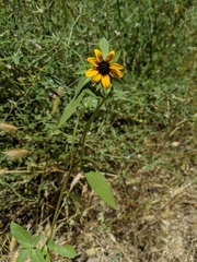 Helianthus bolanderi