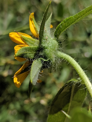 Image of Helianthus bolanderi by no rights reserved