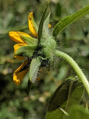 Helianthus bolanderi