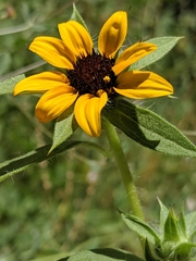 Helianthus bolanderi