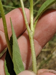 Helianthus bolanderi