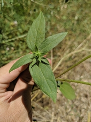 Helianthus bolanderi