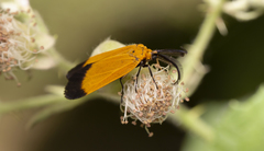 Neoalbertia constans