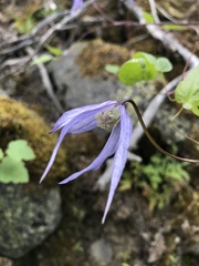 Clematis occidentalis