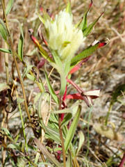 Castilleja pallida caudata