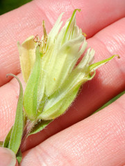 Castilleja pallida caudata