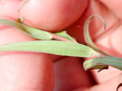 Castilleja pallida caudata