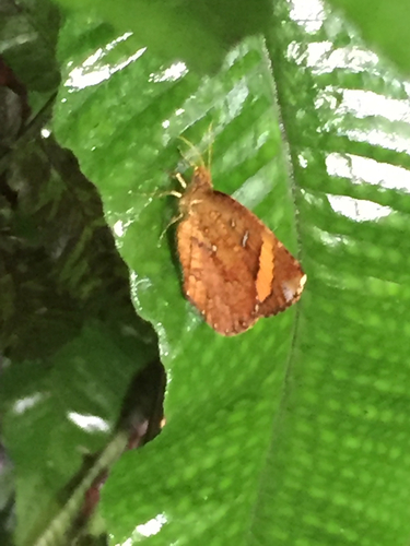 Callidulidae