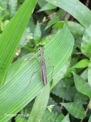 Hapalopeza tigrina