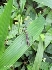 Hapalopeza tigrina