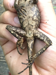 Acanthosaura lepidogaster