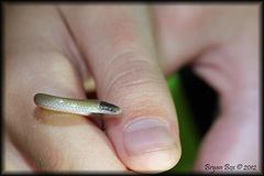 Tantilla hobartsmithi