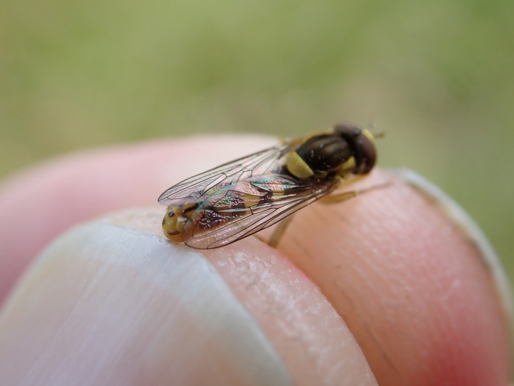 Sphaerophoria interrupta