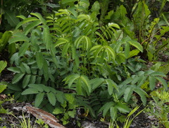 Sanguisorba tenuifolia