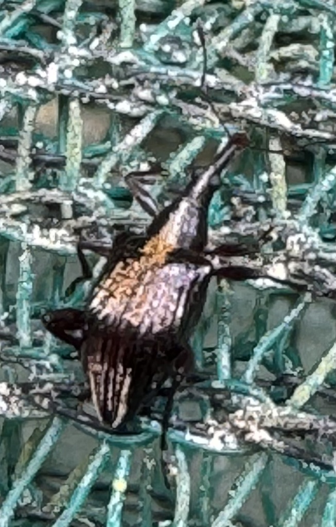 Eugnomus picipennis