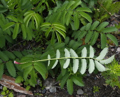 Sanguisorba tenuifolia
