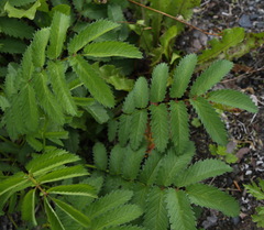 Sanguisorba tenuifolia