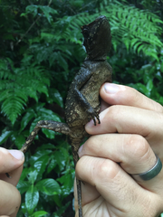 Acanthosaura lepidogaster