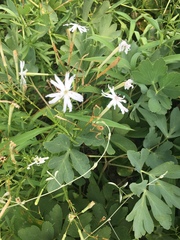 Silene fissipetala