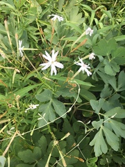 Silene fissipetala