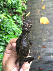 Acanthosaura lepidogaster