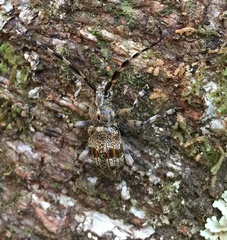 Hexatricha pulverulenta