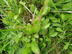 Valeriana dioica